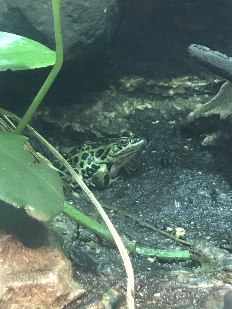 Northern Leopard Frog
