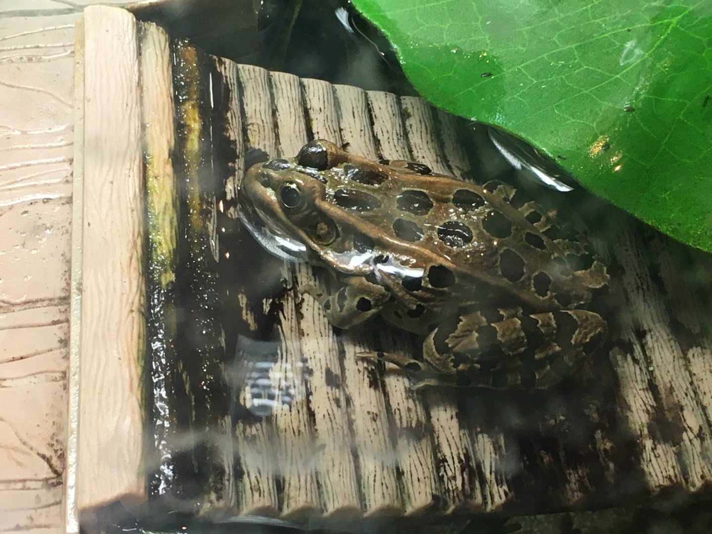 Northern Leopard Frog