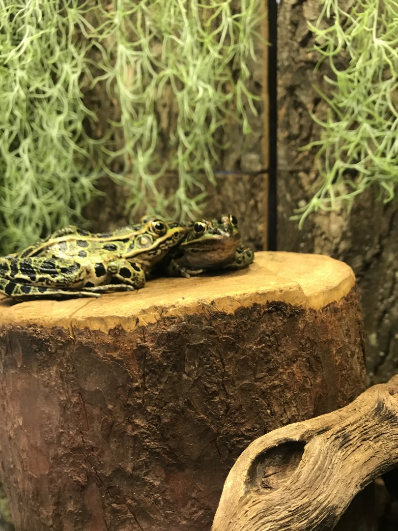 Northern leopard frogs