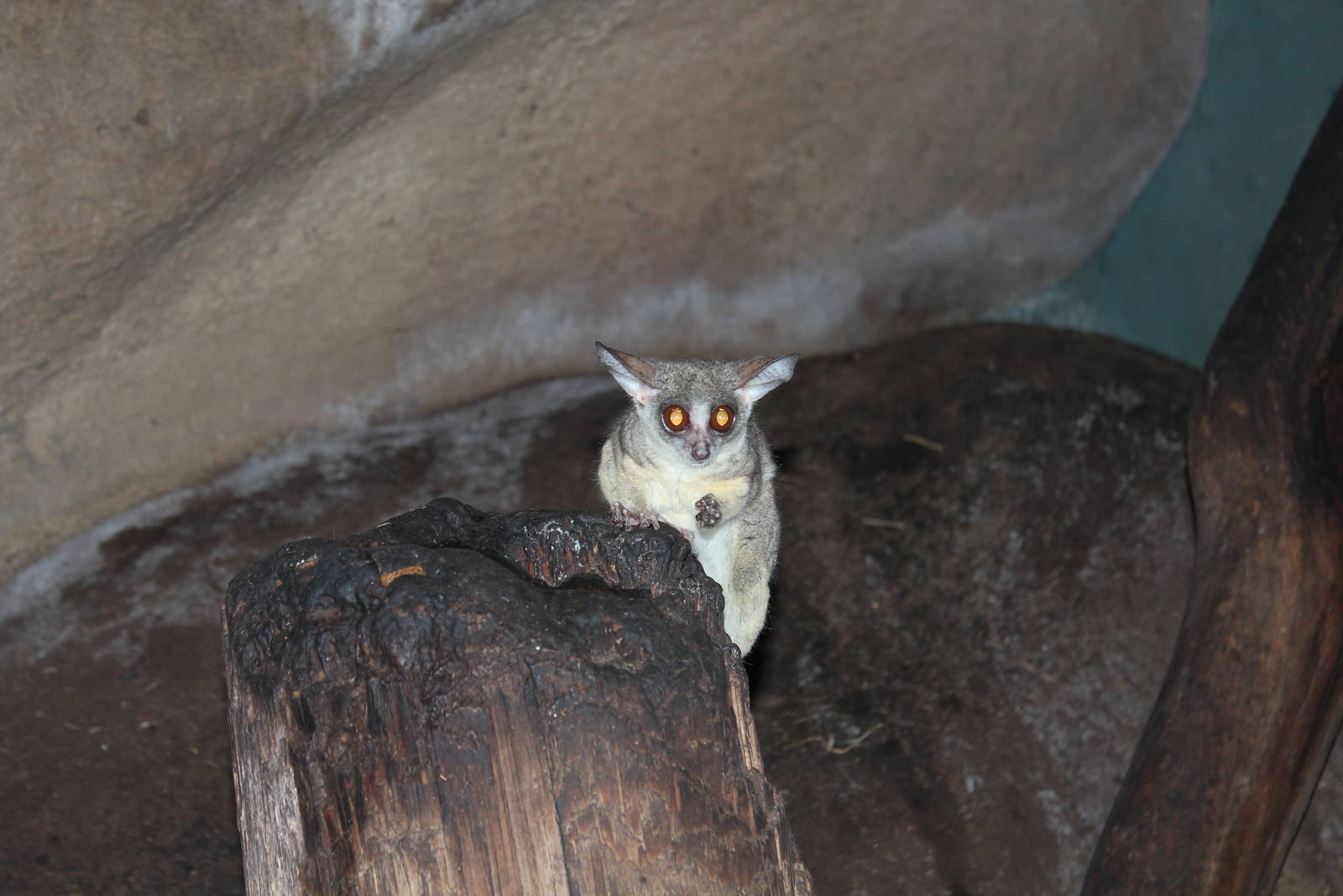 Northern Lesser Bushbaby - Prague Zoo, July 2013