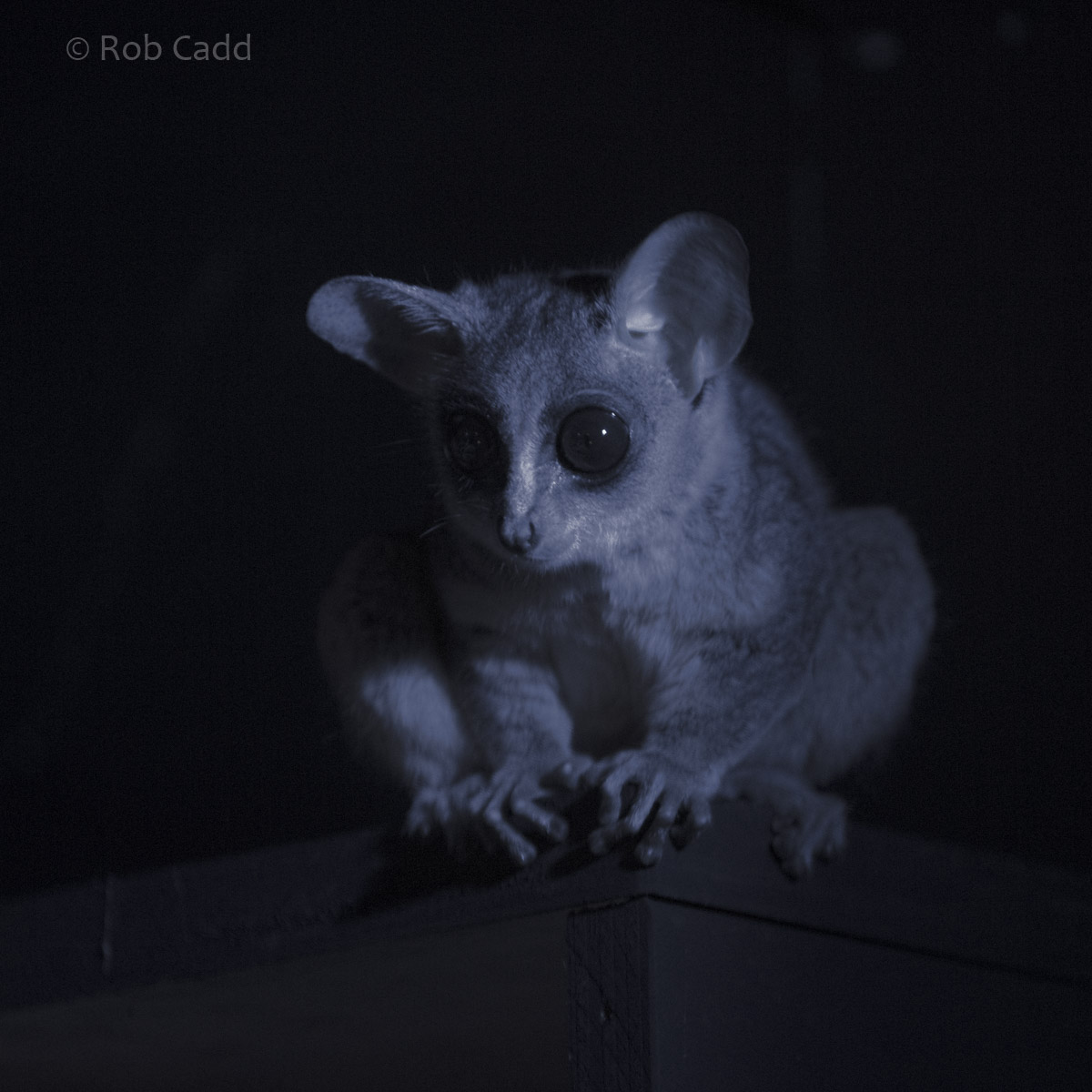 Northern lesser galago : Cotswold WP : 14 Aug 2016