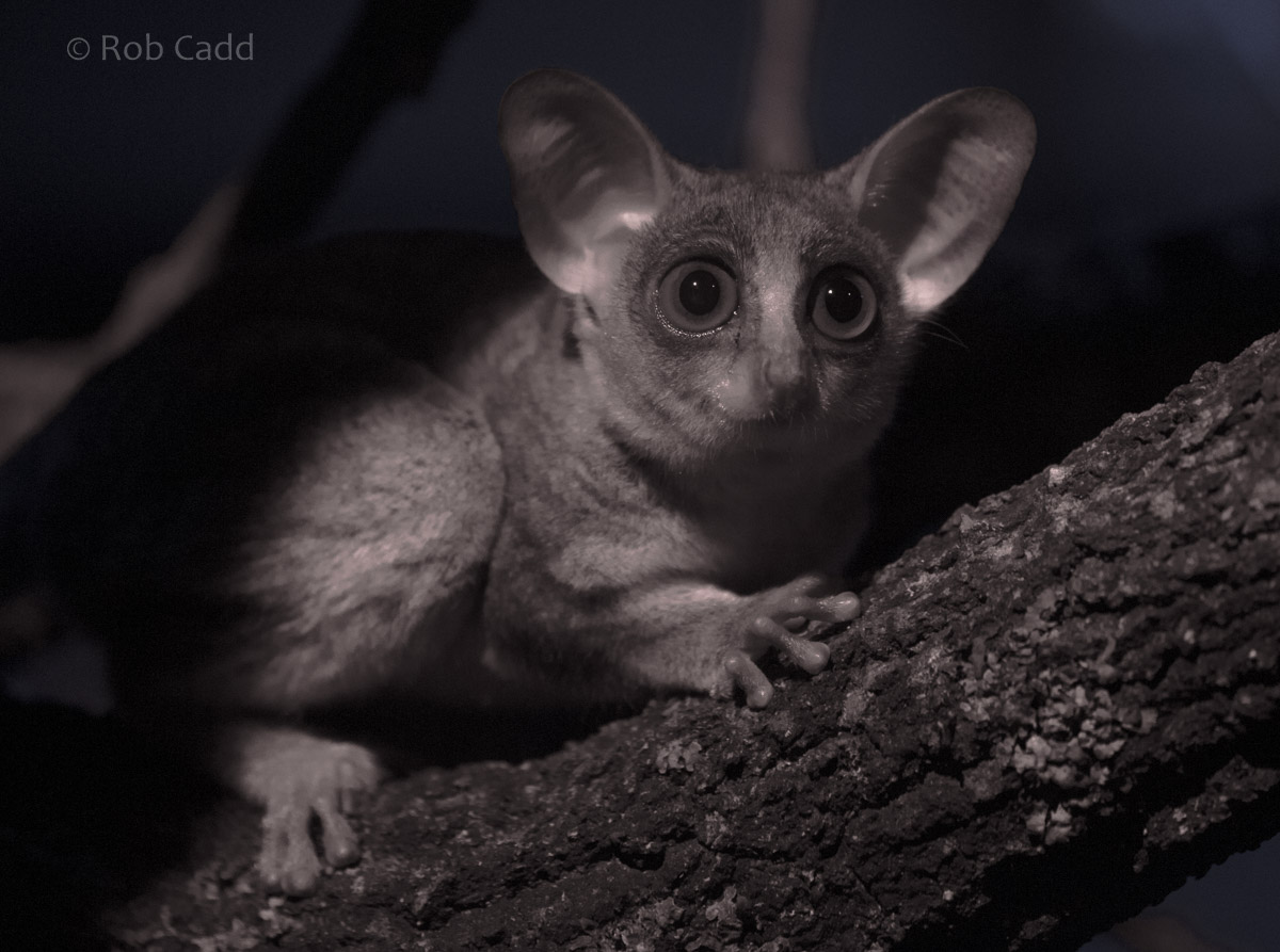 Northern lesser galago : Cotswold WP : 14 Aug 2016
