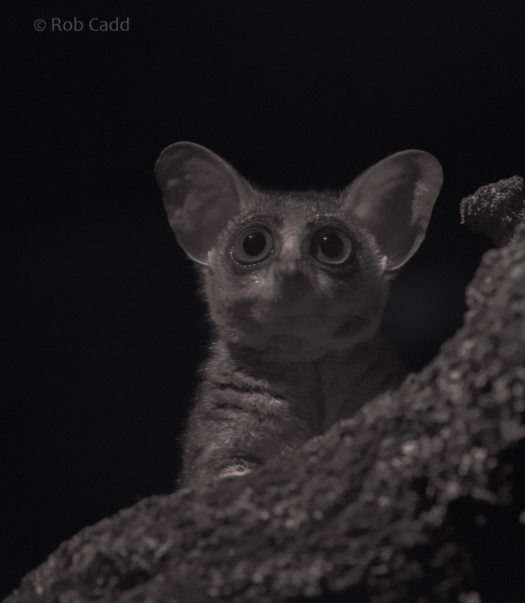 Northern lesser galago : Cotswold WP : 14 Aug 2016