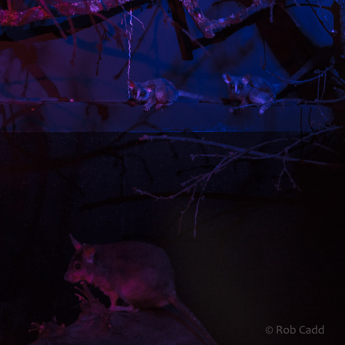 Northern lesser galago; Malagasy giant rat : Cotswold WP : 14 Aug 2016