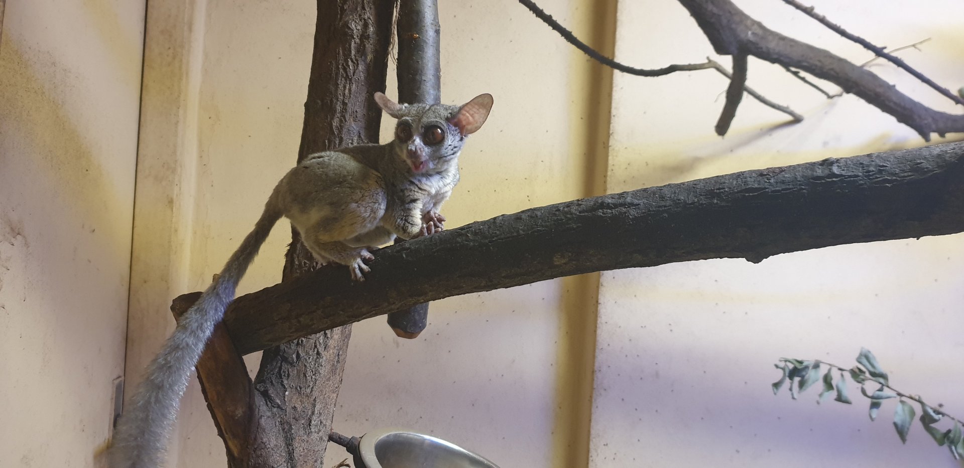 Northern Lesser Galago