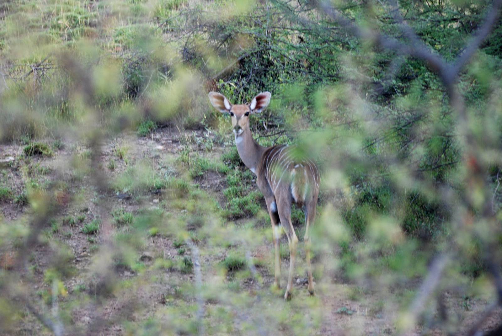 Northern Lesser Kudu in Awash NP, 13/10/14
