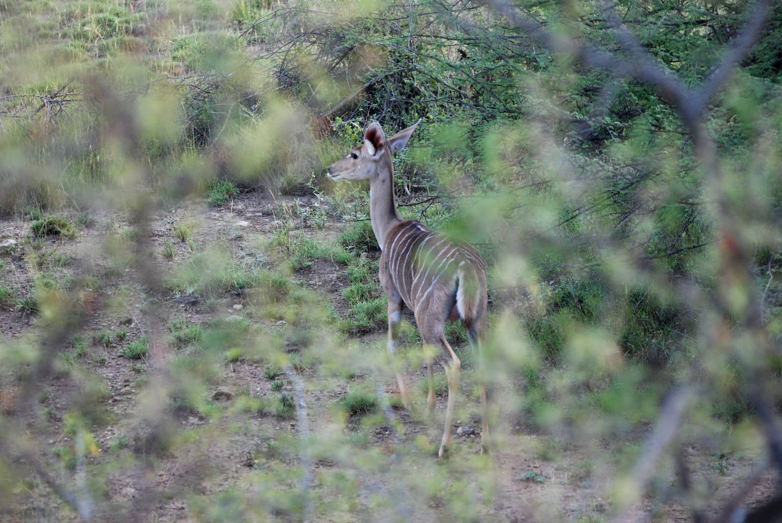 Northern Lesser Kudu in Awash NP, 13/10/14