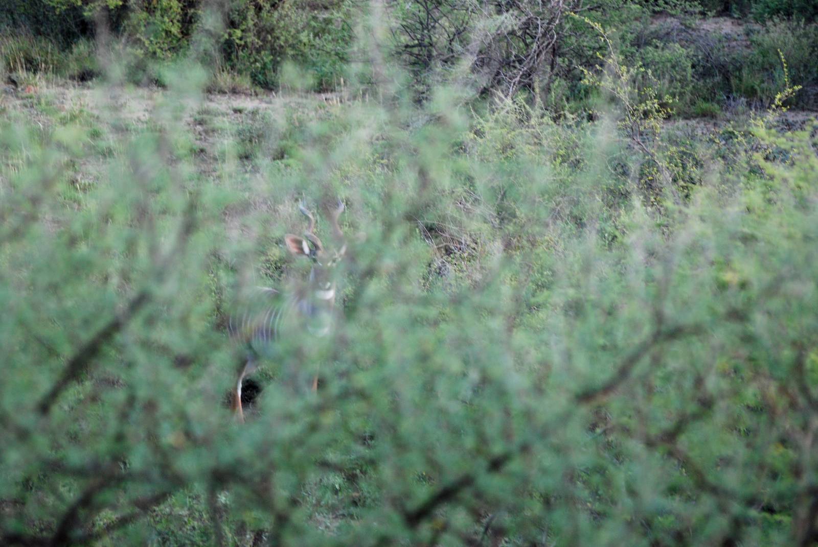 Northern Lesser Kudu in Awash NP, 13/10/14