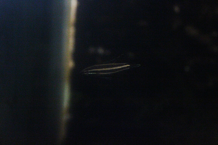 Northern licorice gourami (Parosphromenus sp. ‘utara’) - PCBA