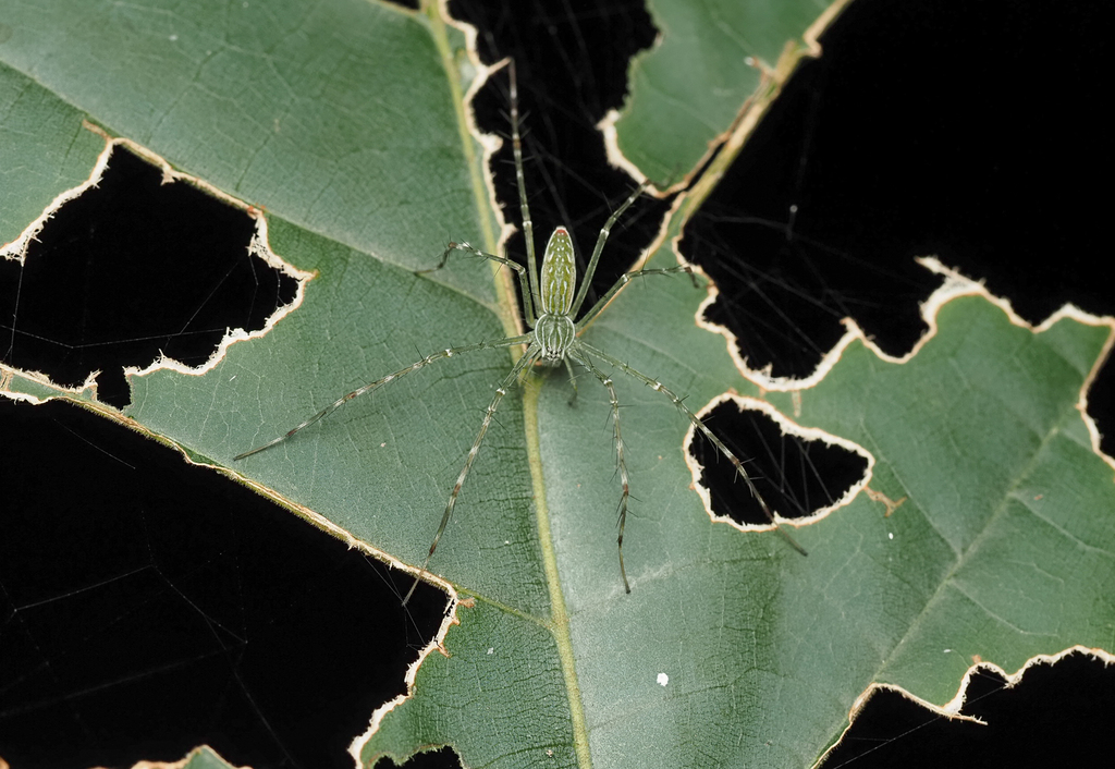 Northern Lined Hygropoda, Hygropoda lineata