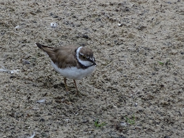 Northern Little ringed plover (Charadrius dubius curonicus) (07/22)