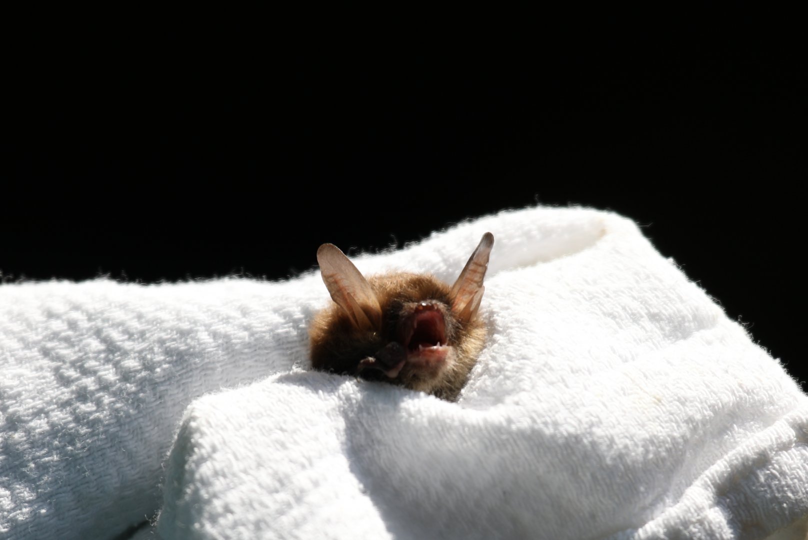 Northern long-eared bat or Northern myotis (Myotis septentrionalis)
