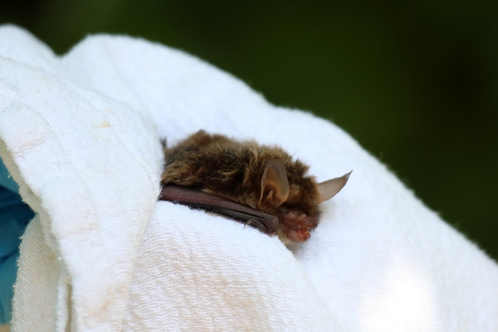 Northern long-eared bat or Northern myotis (Myotis septentrionalis)