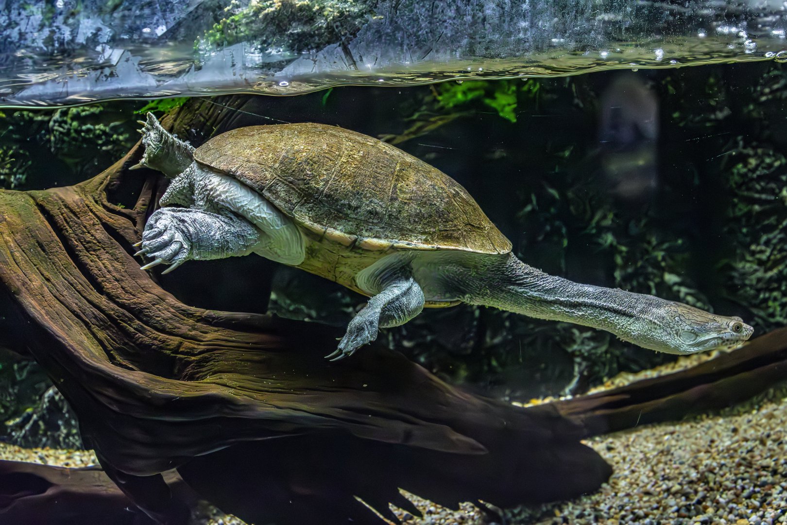 northern long-necked turtle (Chelodina (Chelydera) rugosa)