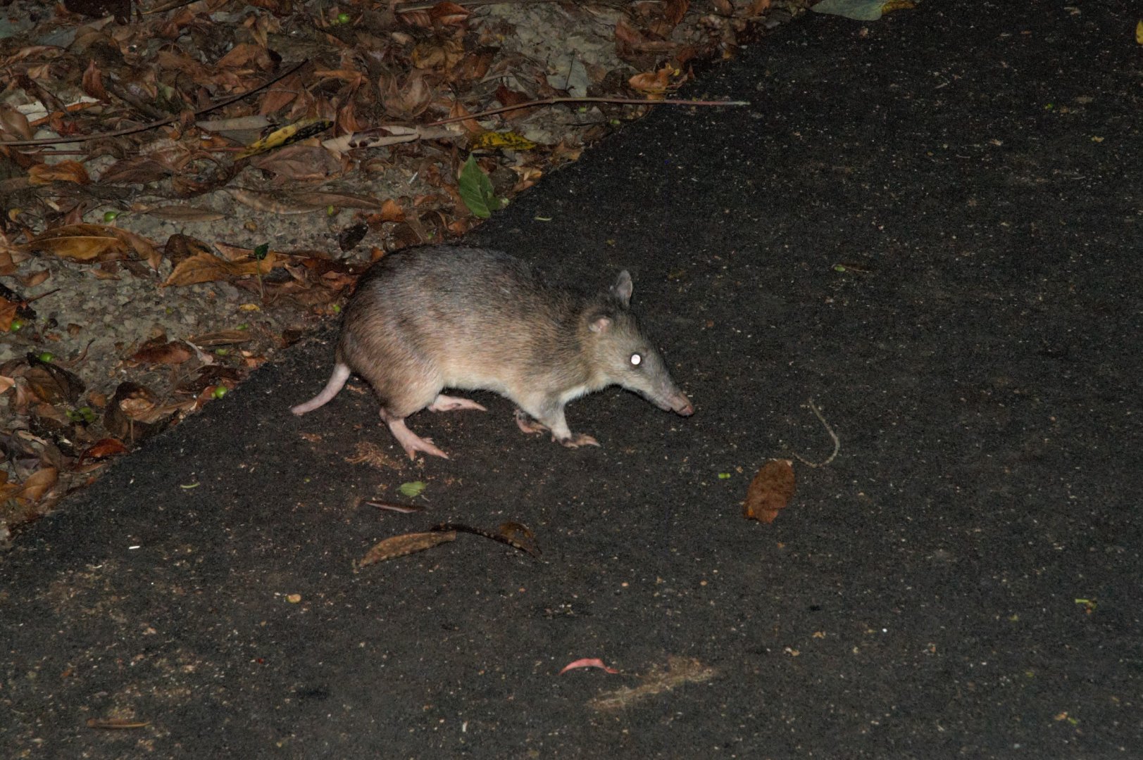 Northern Long-nosed Bandicoot (Perameles pallescens)