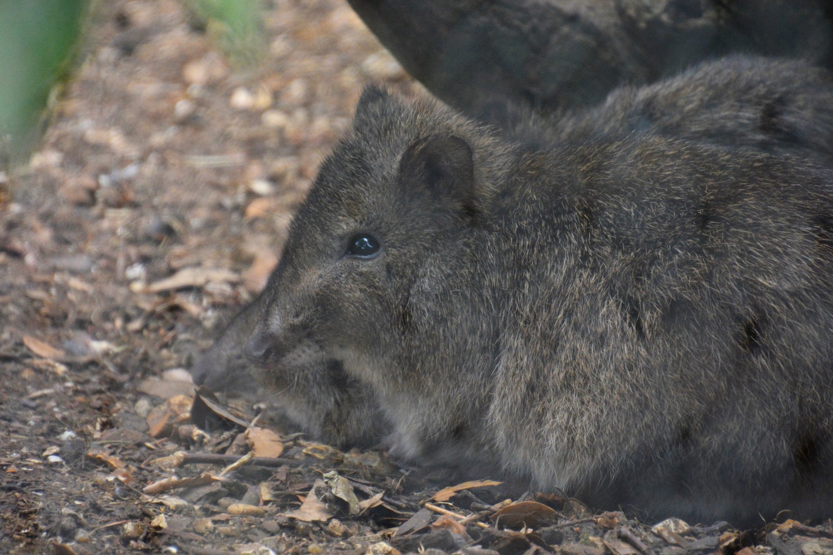 Northern long-nosed potoroo (Potorous tridactylus tridactylus)