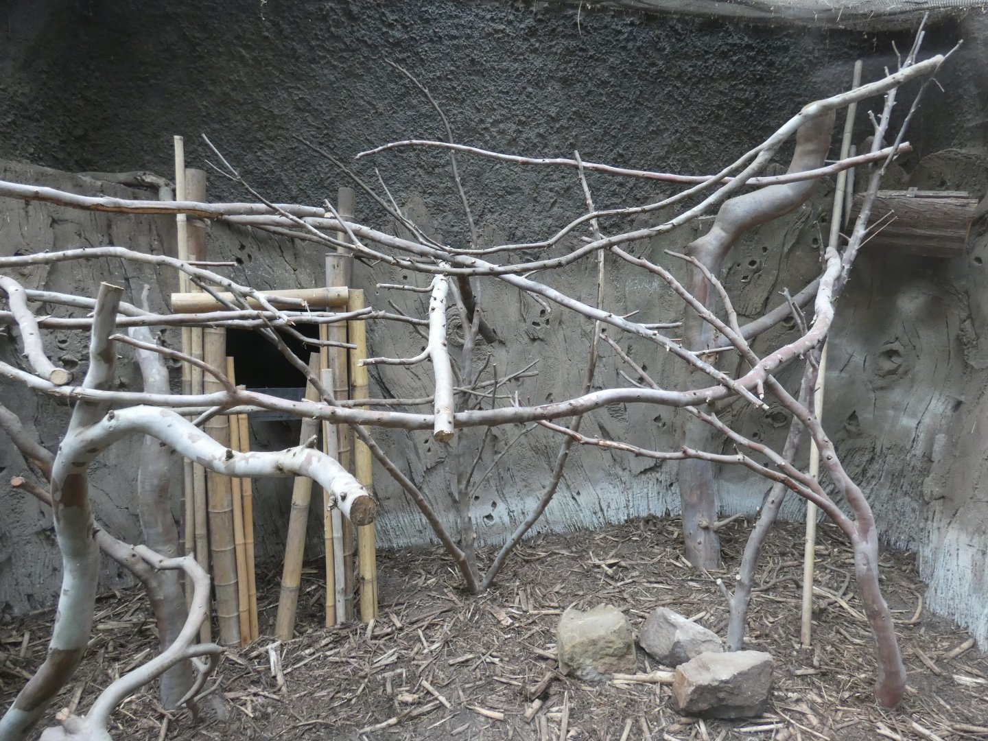 Northern Luzon cloud rat and Belanger's Tree shrew enclosure