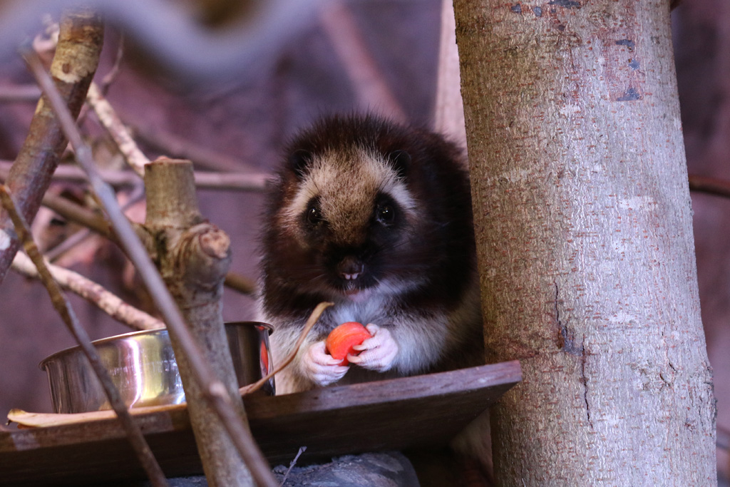 Northern Luzon Cloud Rat at Chester 5/12/2016
