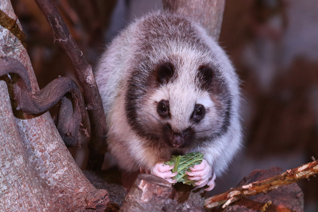Northern Luzon Cloud Rat at Chester 5/12/2016