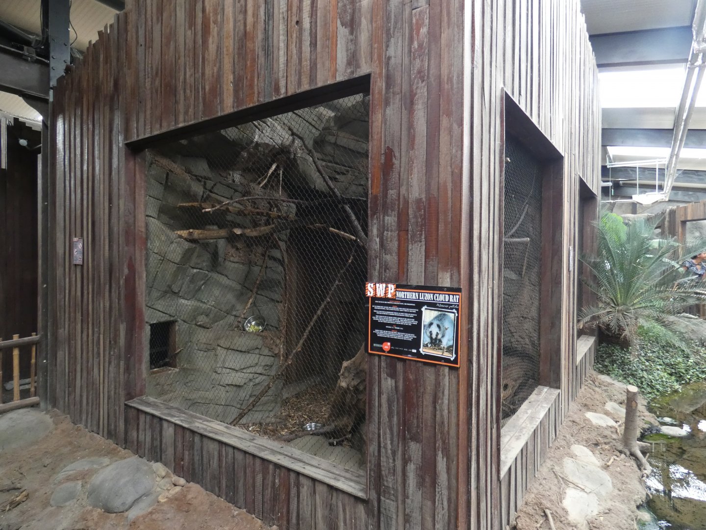 Northern Luzon Cloud Rat enclosure