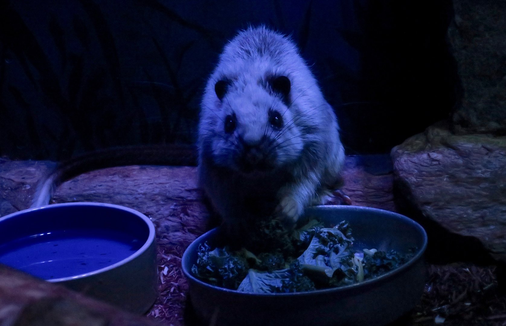 Northern Luzon Cloud Rat (Phloeomys pallidus)