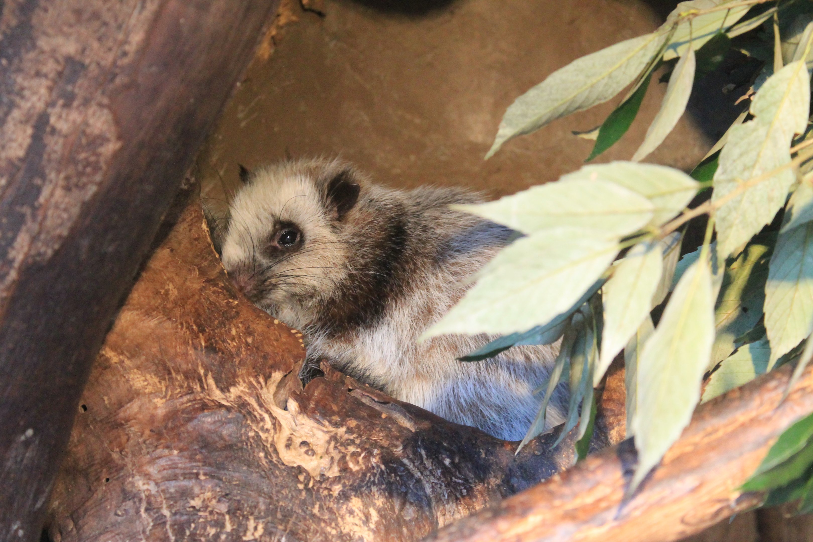 Northern Luzon Cloud Rat (Phloeomys pallidus)