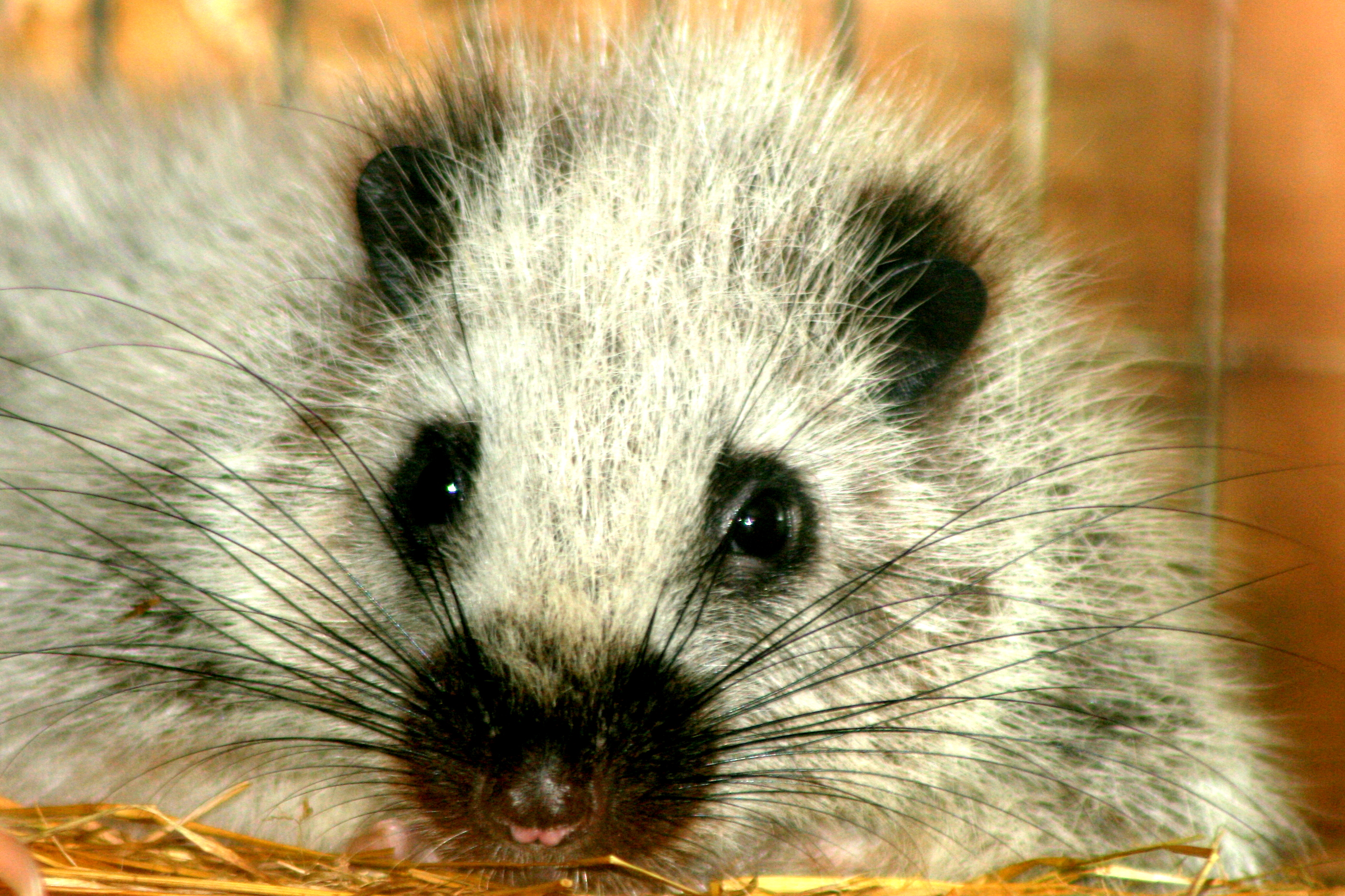 Northern Luzon cloud rat; Wingham; 30th July 2017