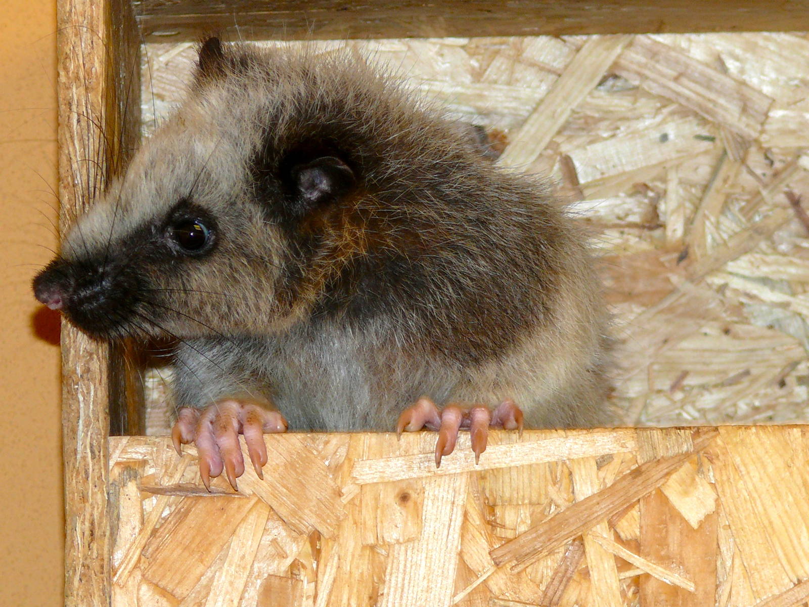 Northern Luzon cloud rat