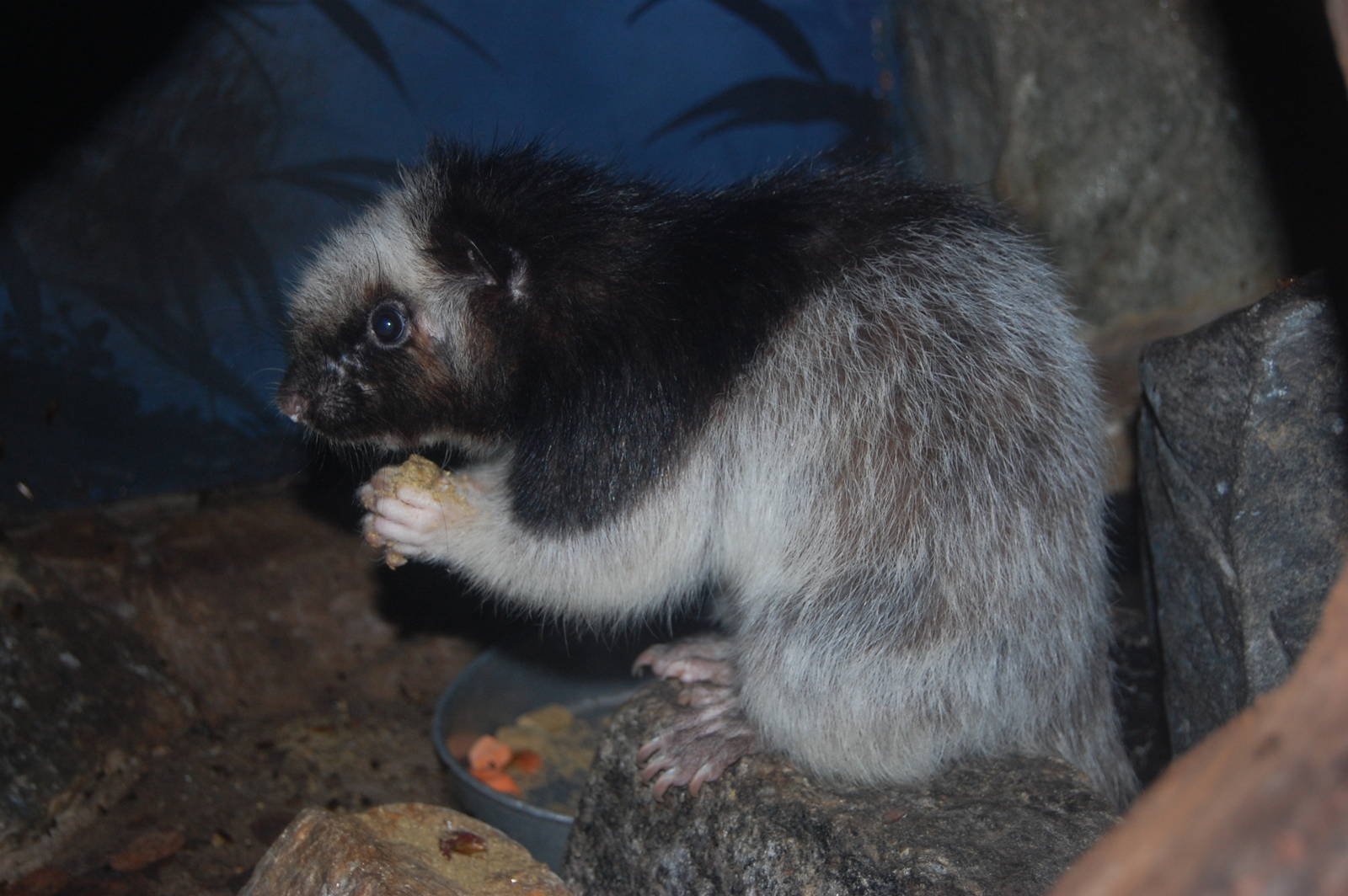 Northern Luzon Cloud Rat