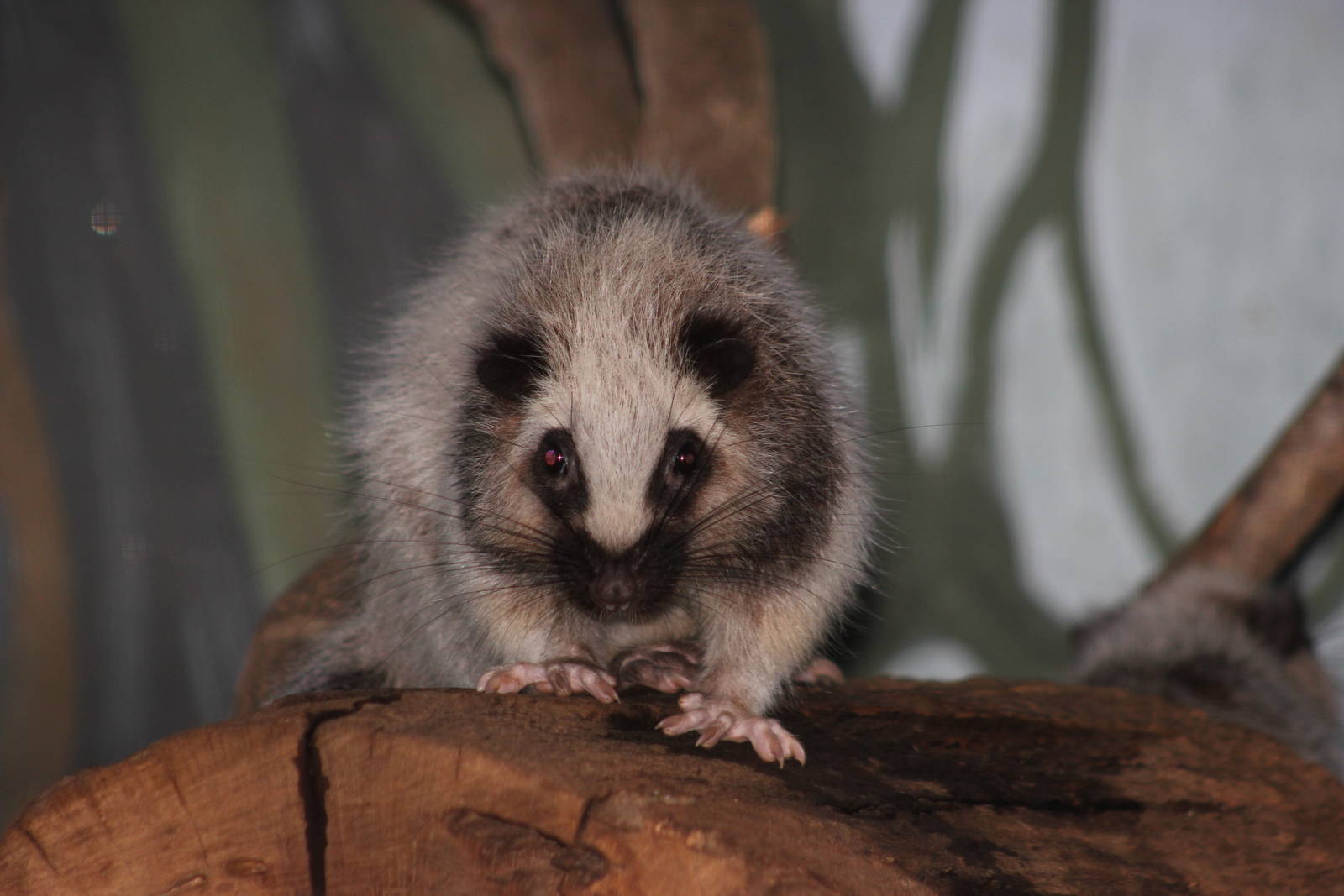 Northern Luzon cloud rat
