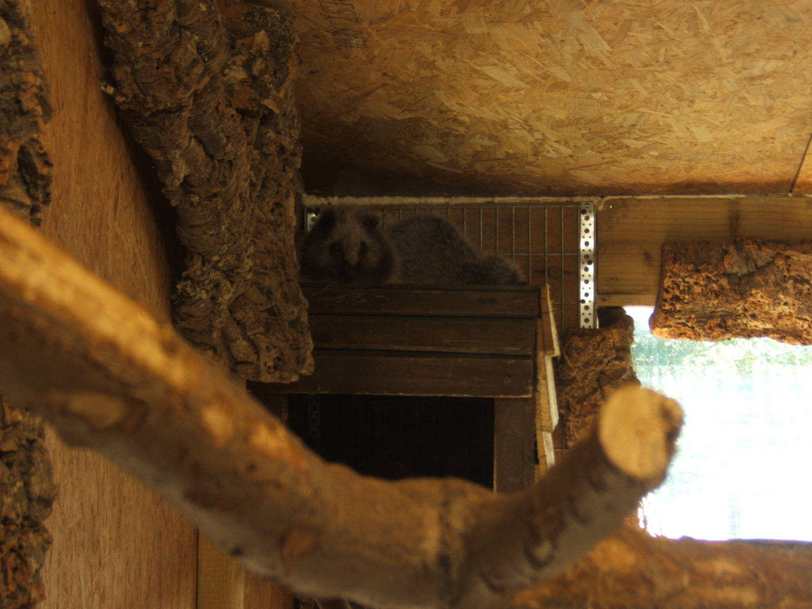 Northern Luzon Cloud Rat