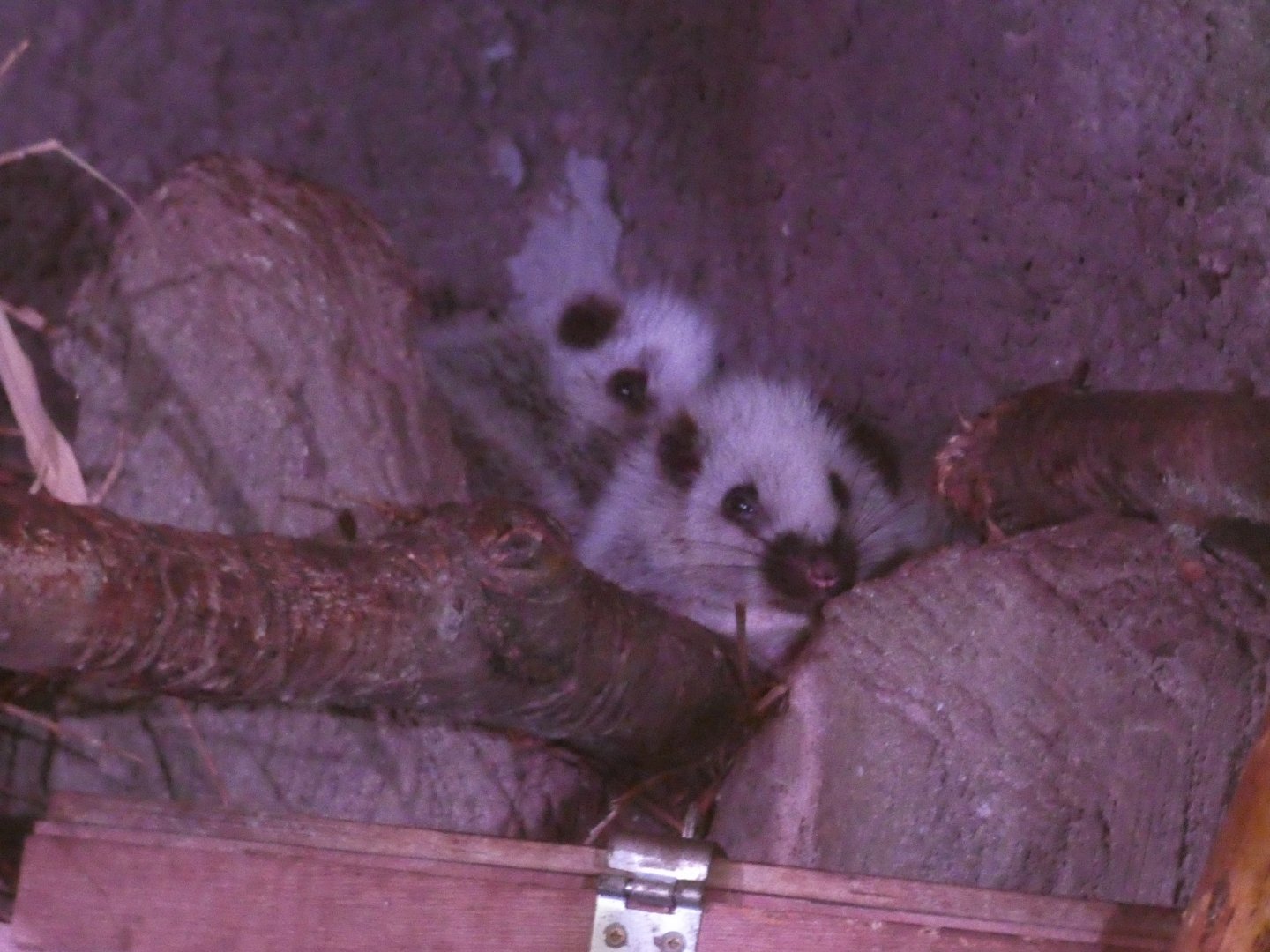 Northern Luzon Cloud Rat