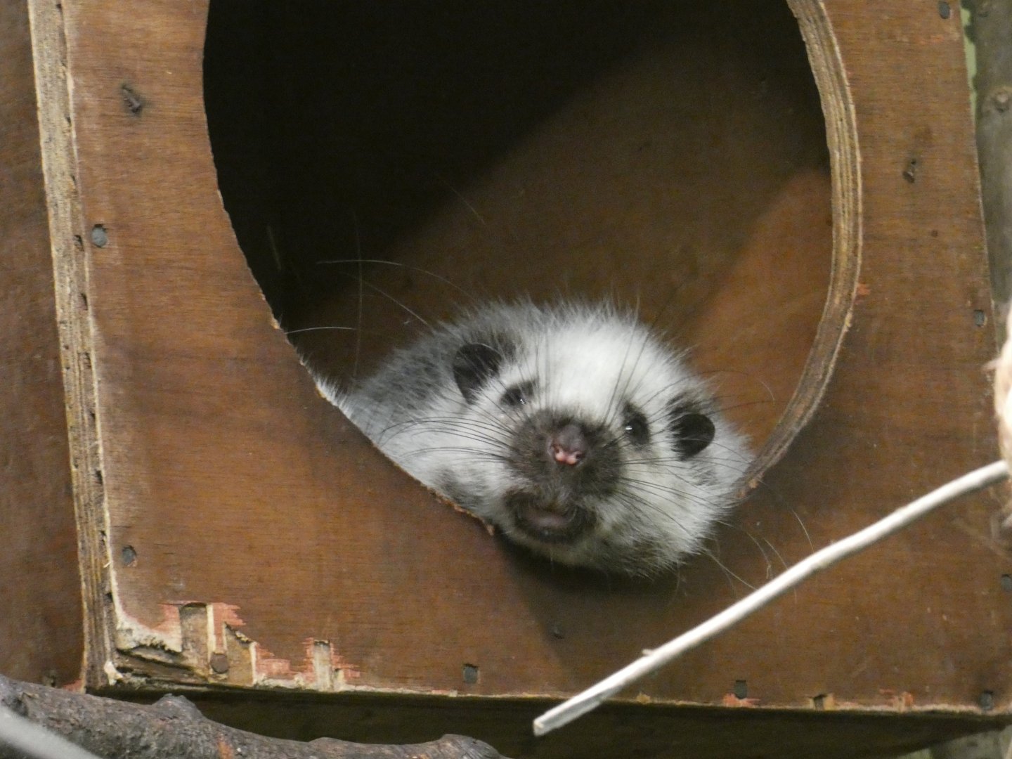 Northern Luzon cloud rat