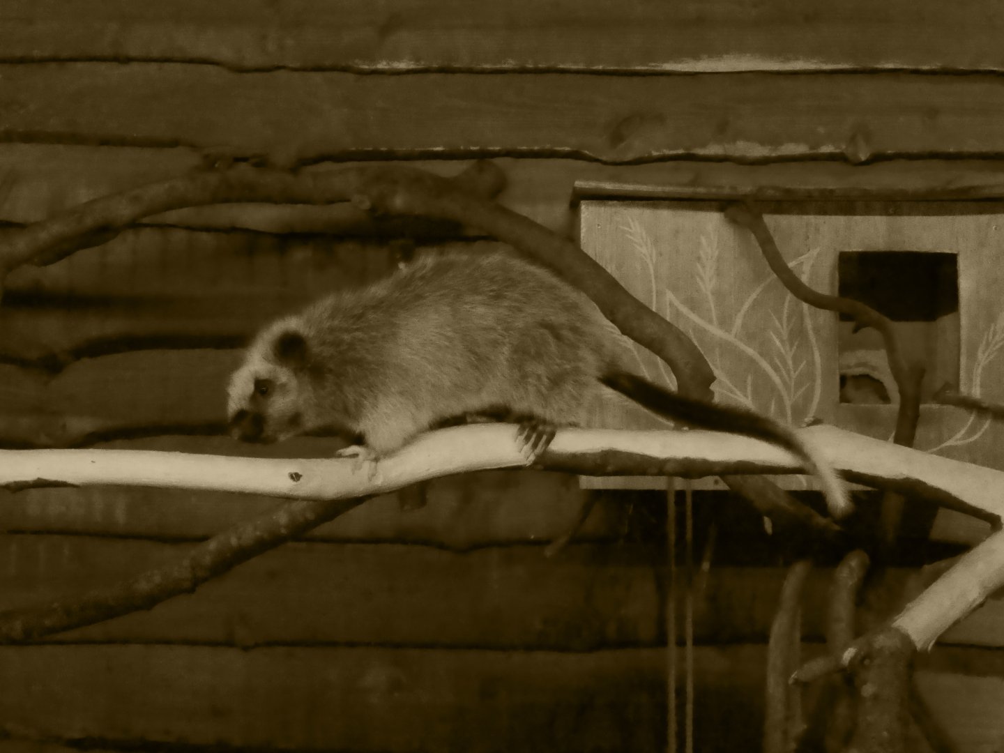 Northern luzon cloud rat