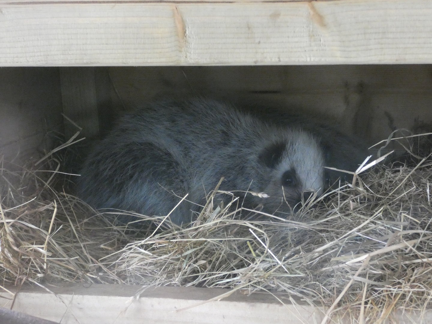 Northern Luzon cloud rat