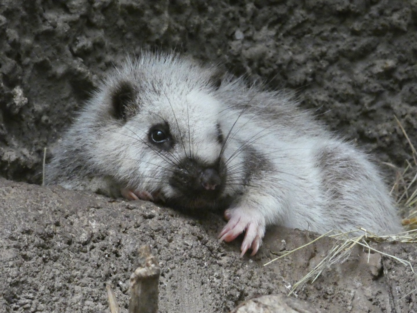 Northern Luzon cloud rat