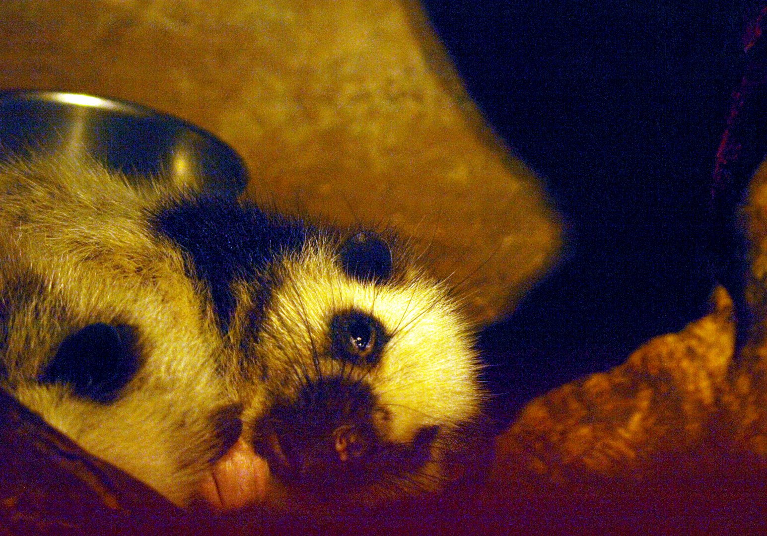 Northern Luzon cloud rat