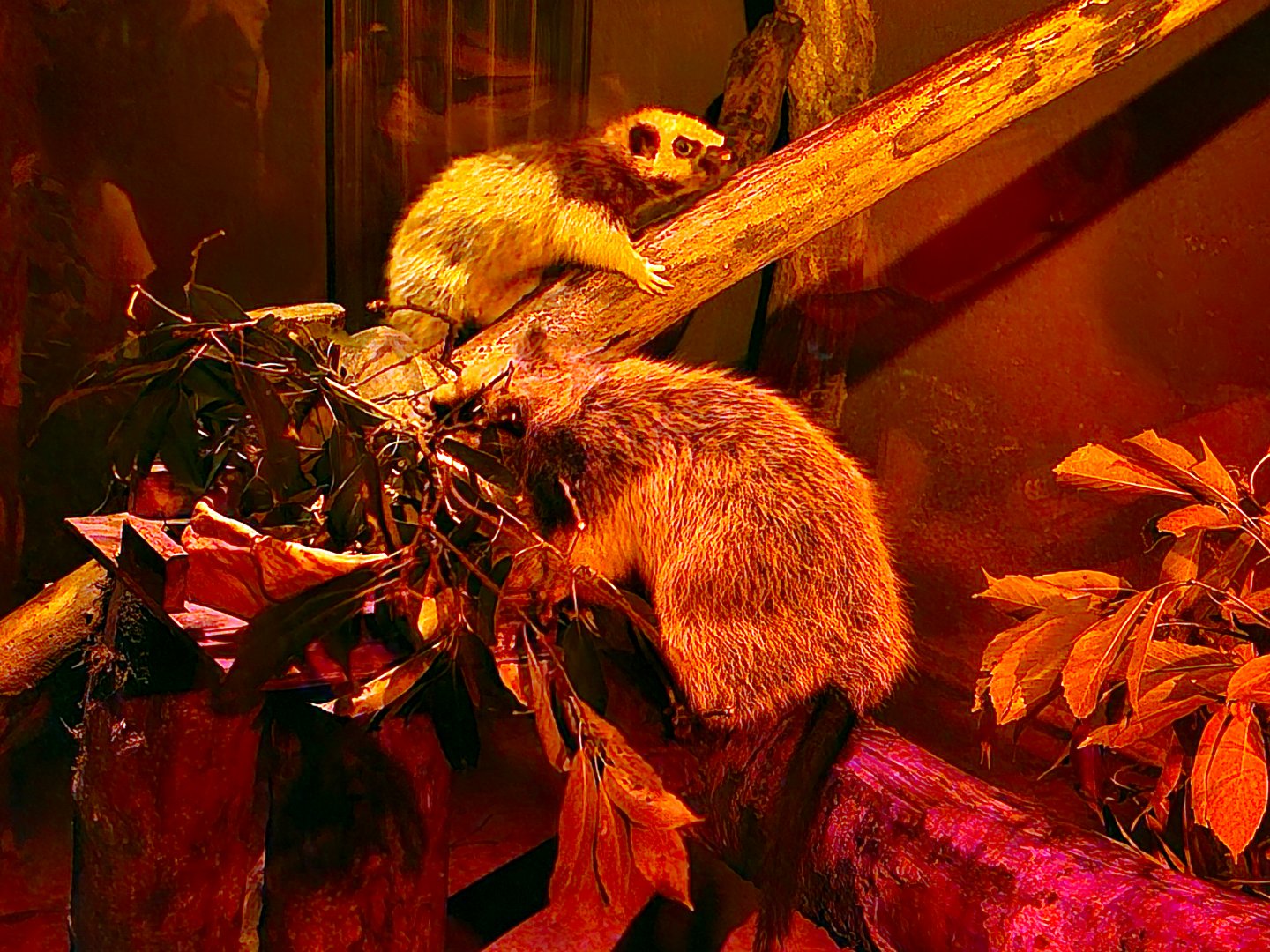 Northern Luzon cloud rat