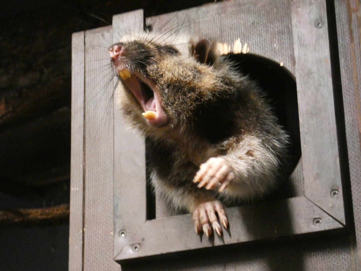 Northern Luzon cloud rat