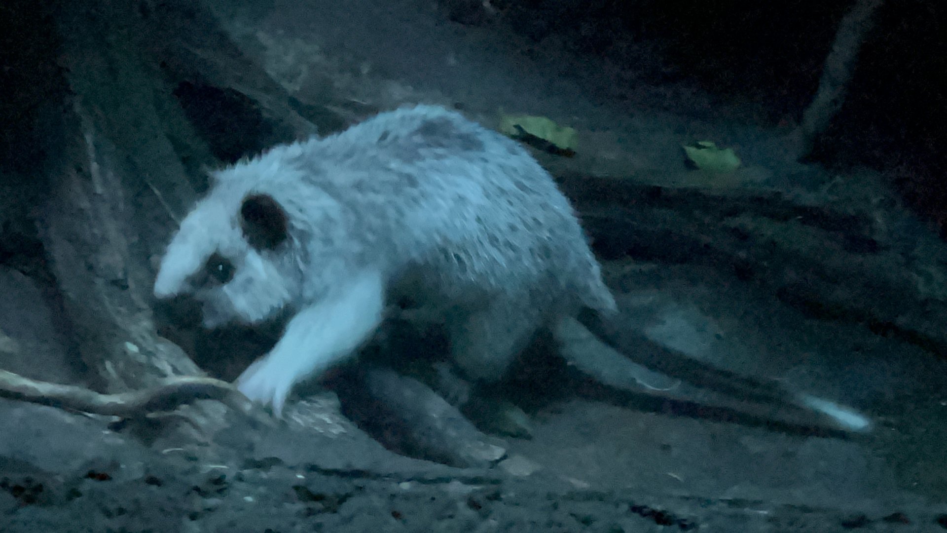 Northern Luzon Cloud Rat