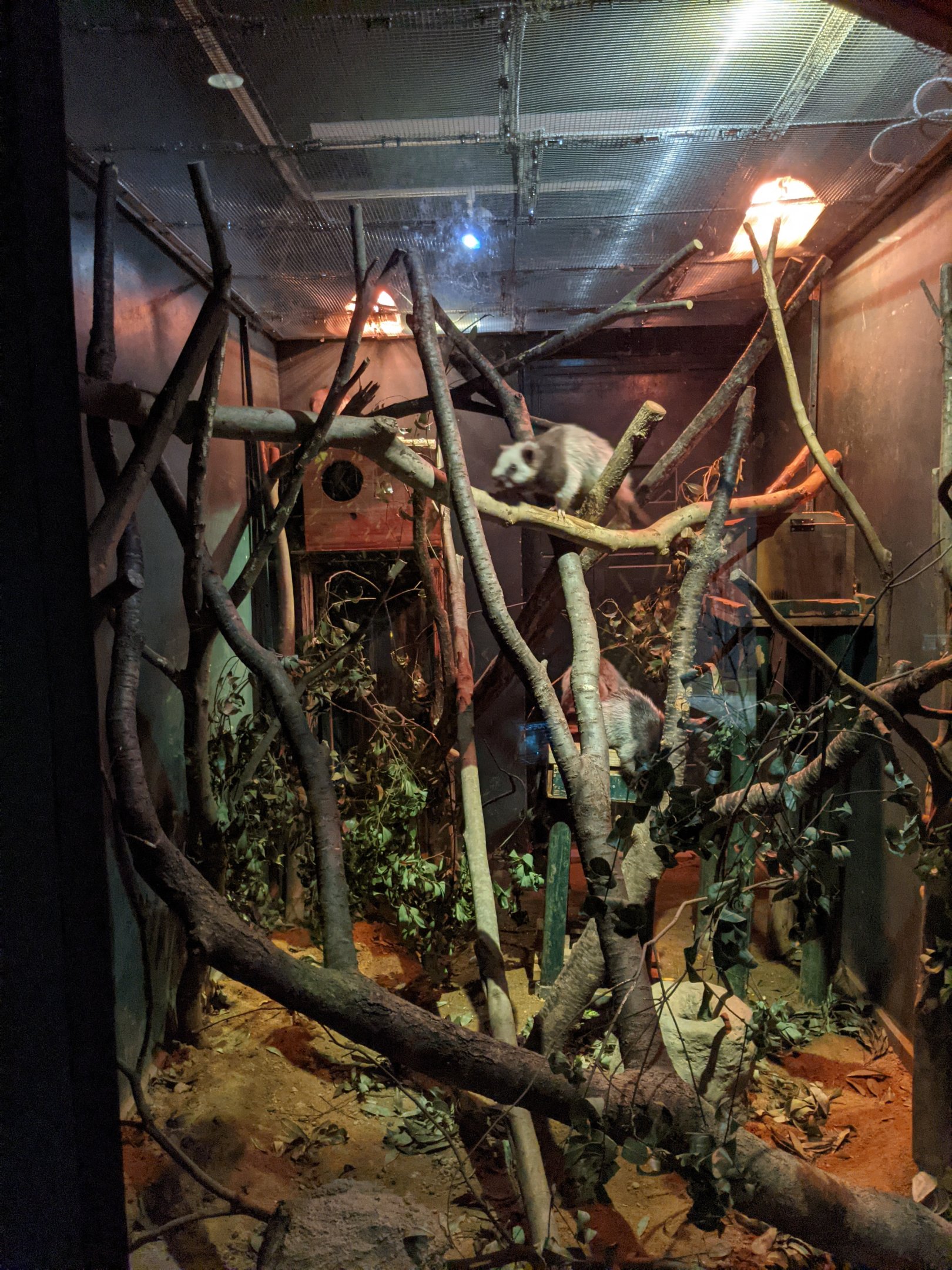 Northern Luzon Cloud Rats - Saitama Children's Zoo