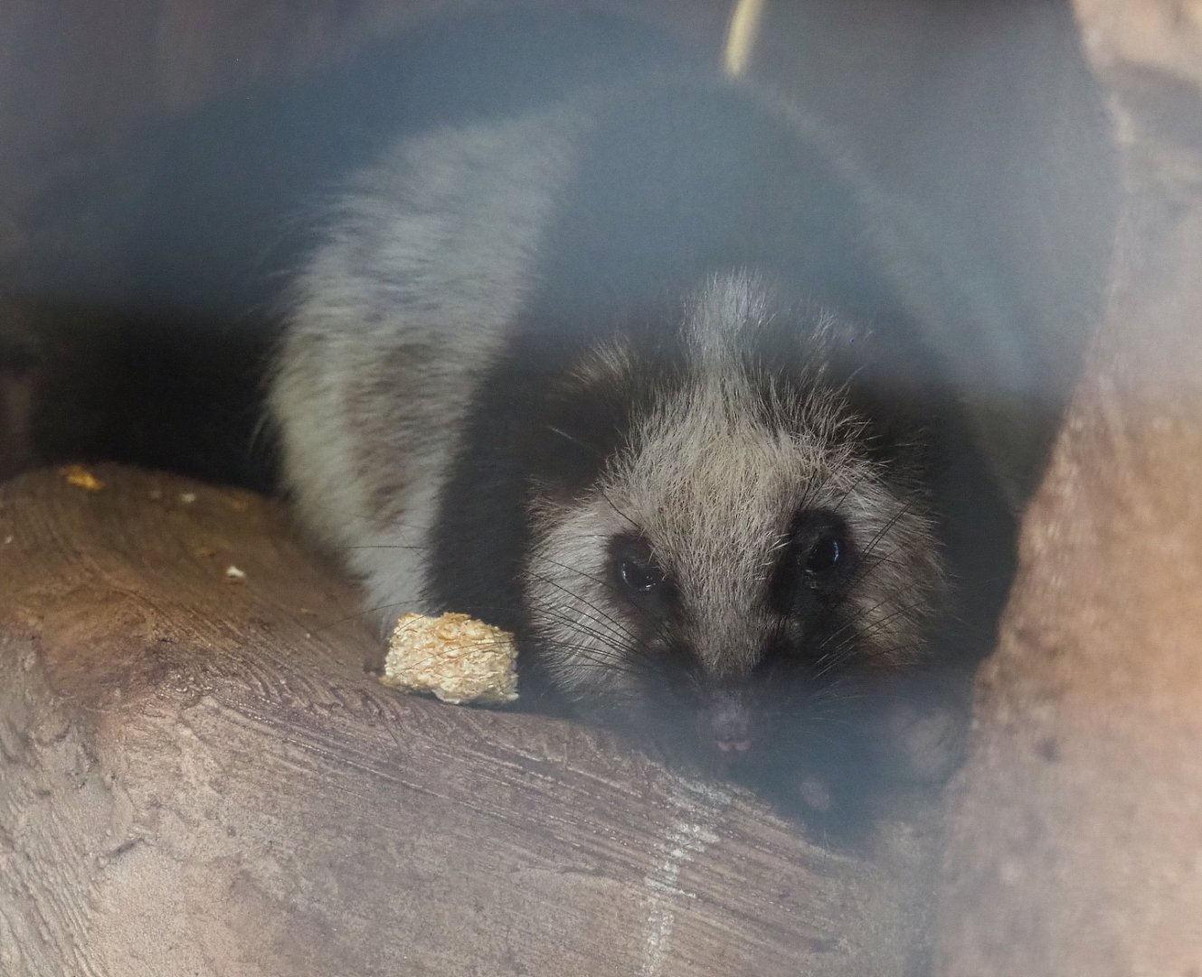 Northern Luzon giant cloud (Phloeomys pallidus), 2022-06-28