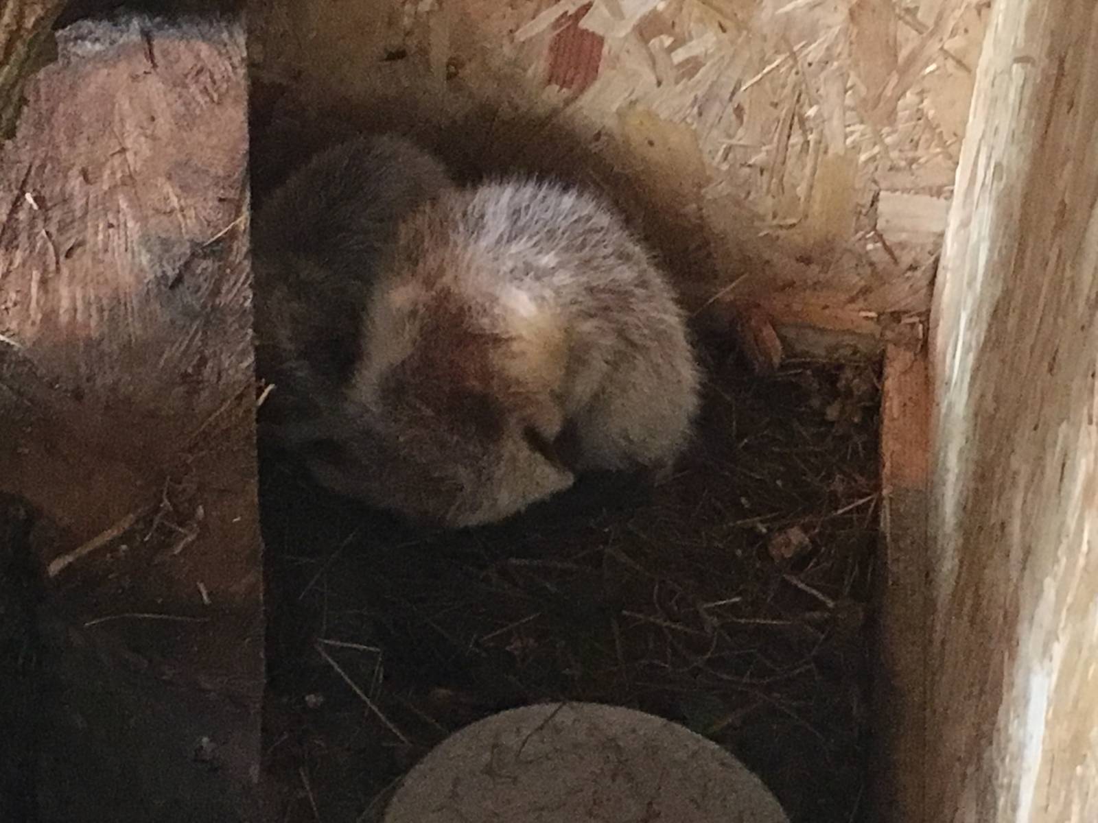 Northern Luzon Giant Cloud Rat 010516