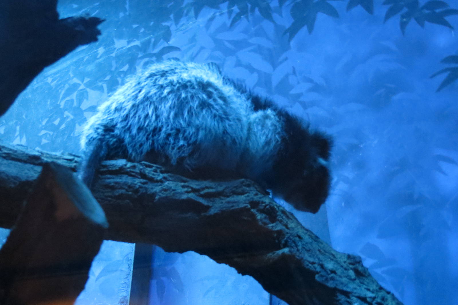 Northern Luzon Giant Cloud Rat 031215