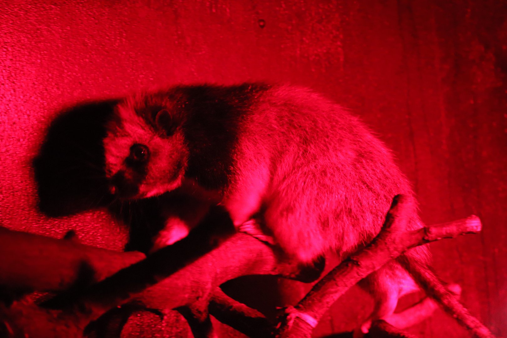 Northern Luzon giant cloud rat - 20 April 2022