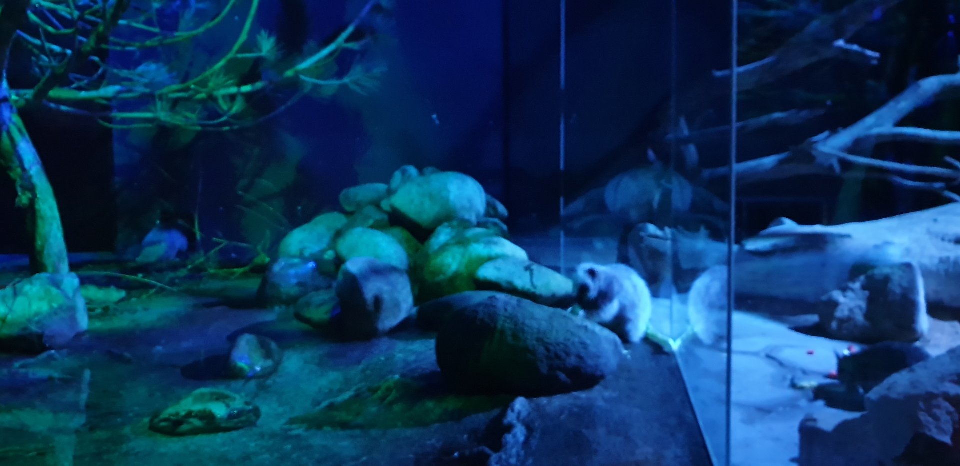 Northern Luzon giant cloud rat  and  Gambian giant pouched rat neighbor enclosures, Rat house