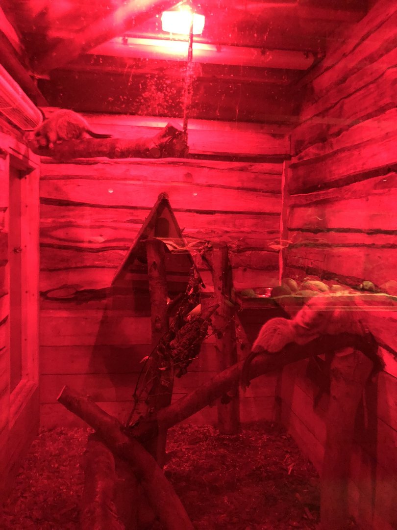 Northern Luzon Giant Cloud Rat Enclosure at Cannon Hall Farm (September 2023)