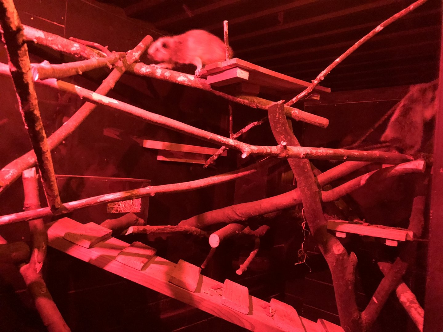 Northern Luzon Giant Cloud Rat Enclosure at Ponderosa Zoo (October 2022)