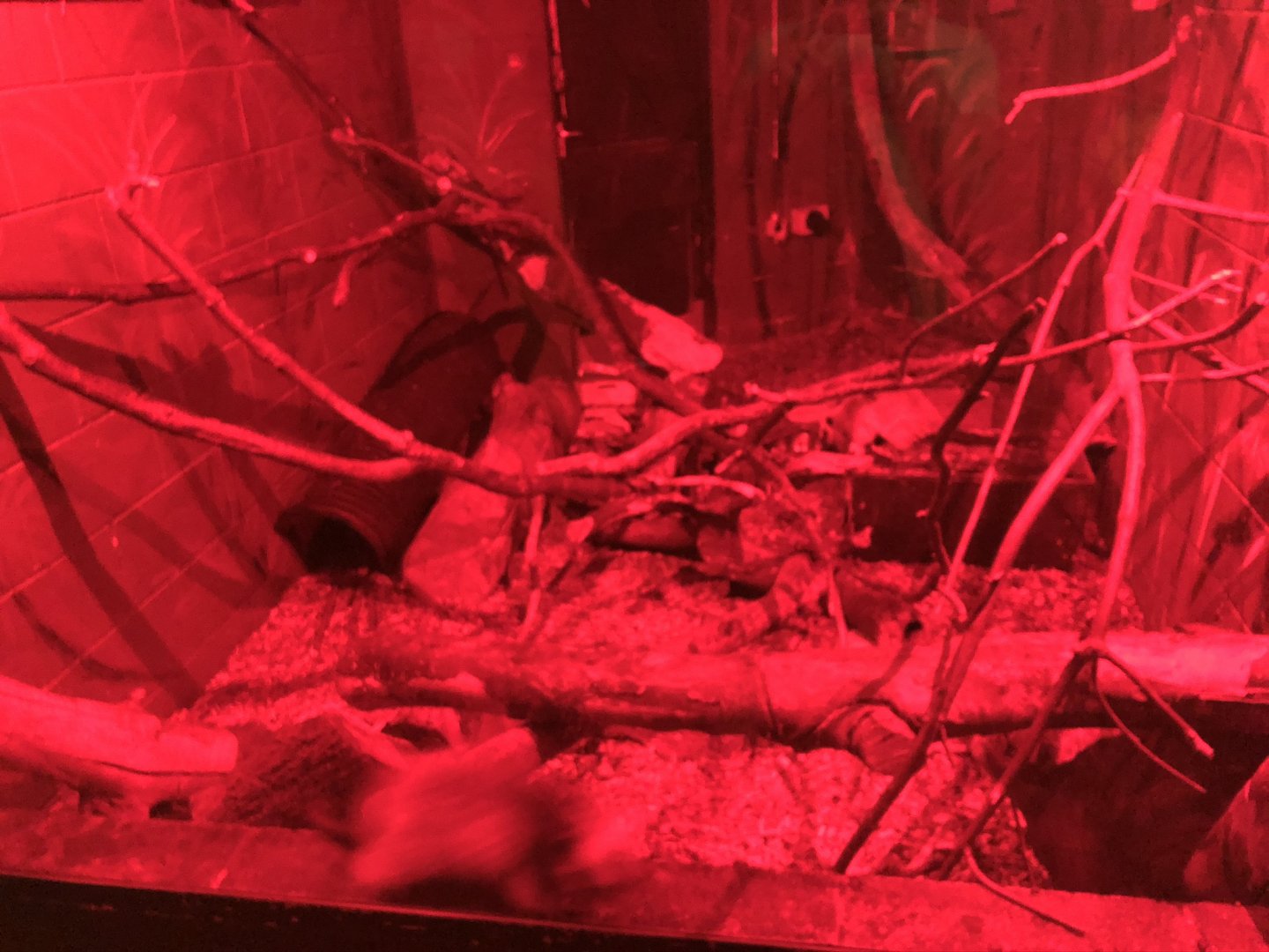 Northern Luzon Giant Cloud Rat Enclosure at Tropical World (July 2020)