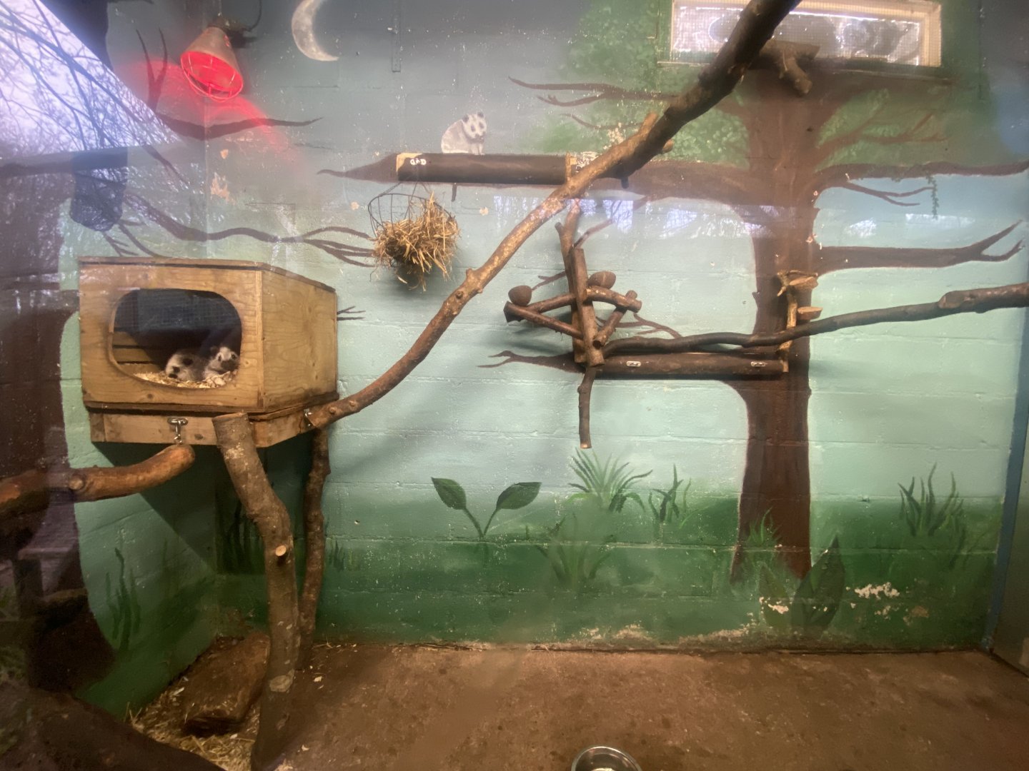 Northern Luzon giant cloud rat exhibit 140224